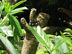 078 Kuranda Butterfly Sanctuary